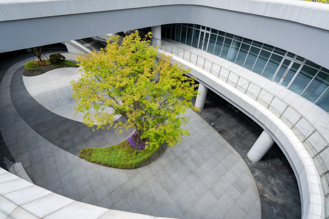 Modern landscaped courtyard with a feature tree and curved walkways